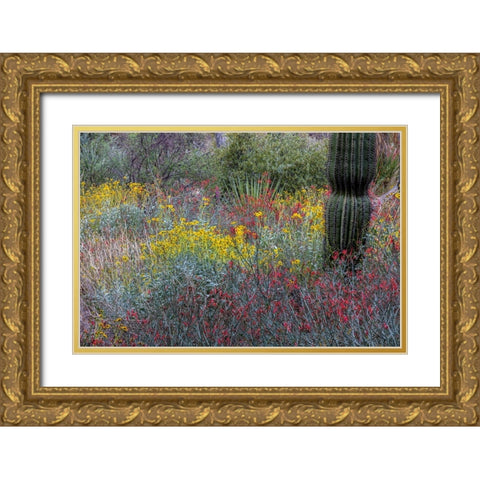 Spring floral desert gardens at the Arizona Sonoran Desert Museum in Tucson-Arizona-USA Gold Ornate Wood Framed Art Print with Double Matting by Haney, Chuck