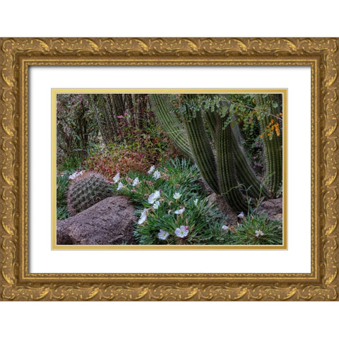 Spring floral desert gardens at the Arizona Sonoran Desert Museum in Tucson-Arizona-USA Gold Ornate Wood Framed Art Print with Double Matting by Haney, Chuck