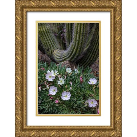 Spring floral desert gardens at the Arizona Sonoran Desert Museum in Tucson-Arizona-USA Gold Ornate Wood Framed Art Print with Double Matting by Haney, Chuck
