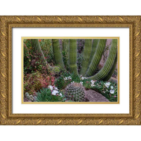 Spring floral desert gardens at the Arizona Sonoran Desert Museum in Tucson-Arizona-USA Gold Ornate Wood Framed Art Print with Double Matting by Haney, Chuck
