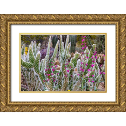 Wooly Jacket Prickly Pear Cactus and Penstemon at the Arizona Sonoran Desert Museum in Tucson-Arizo Gold Ornate Wood Framed Art Print with Double Matting by Haney, Chuck