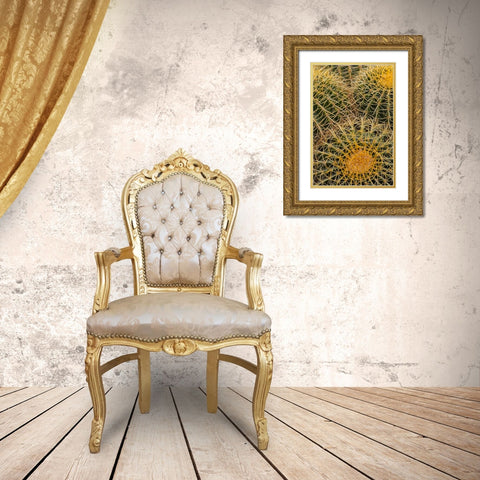 Golden Barrel Cactus at the Arizona Sonoran Desert Museum in Tucson-Arizona-USA Gold Ornate Wood Framed Art Print with Double Matting by Haney, Chuck