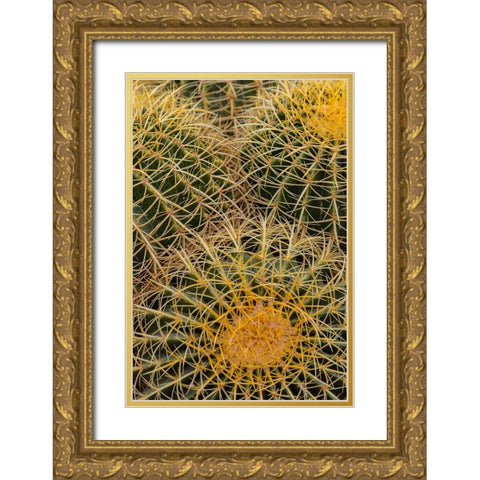 Golden Barrel Cactus at the Arizona Sonoran Desert Museum in Tucson-Arizona-USA Gold Ornate Wood Framed Art Print with Double Matting by Haney, Chuck