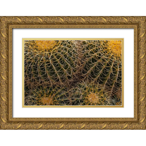 Golden Barrel Cactus at the Arizona Sonoran Desert Museum in Tucson-Arizona-USA Gold Ornate Wood Framed Art Print with Double Matting by Haney, Chuck