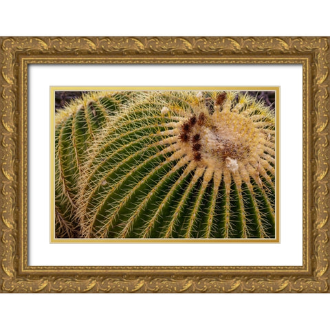 Golden Barrel Cactus at the Arizona Sonoran Desert Museum in Tucson-Arizona-USA Gold Ornate Wood Framed Art Print with Double Matting by Haney, Chuck