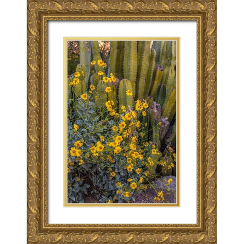 Brittlebush wildflower and Organ Pipe Cactus-Desert Botanical Gardens-Phoenix-Arizona-USA Gold Ornate Wood Framed Art Print with Double Matting by Garber, Howie