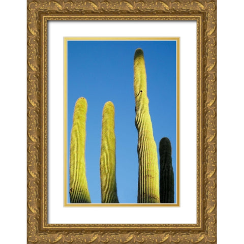 Desert cactus-Carefree-Arizona Gold Ornate Wood Framed Art Print with Double Matting by McRoberts, Julien