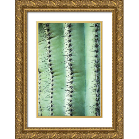 Desert cactus-Carefree-Arizona Gold Ornate Wood Framed Art Print with Double Matting by McRoberts, Julien