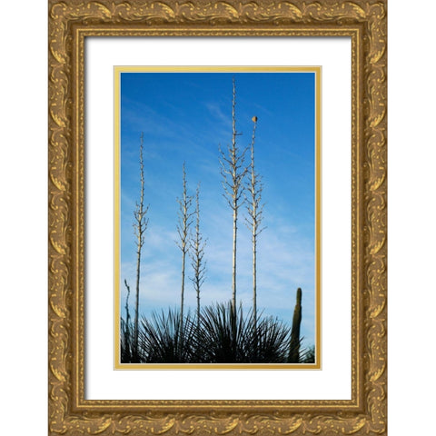 Desert cactus-Carefree-Arizona Gold Ornate Wood Framed Art Print with Double Matting by McRoberts, Julien