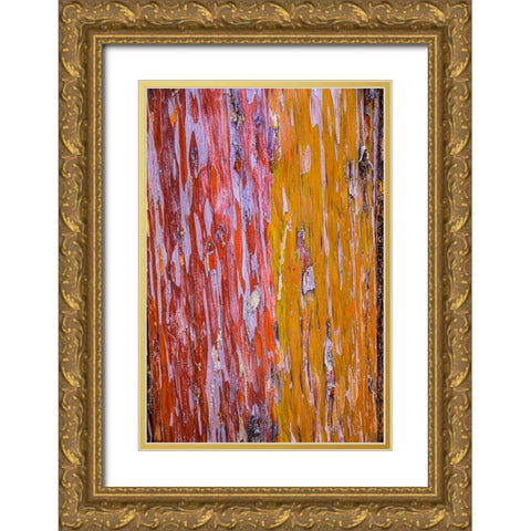 Sedona- Arizona. Cottonwood tree Gold Ornate Wood Framed Art Print with Double Matting by Sienda, Jolly