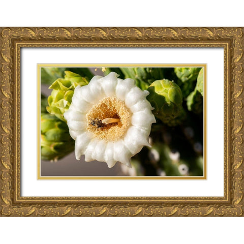 Arizona-Tucson-Saguaro National Park Gold Ornate Wood Framed Art Print with Double Matting by Hawkins, Peter
