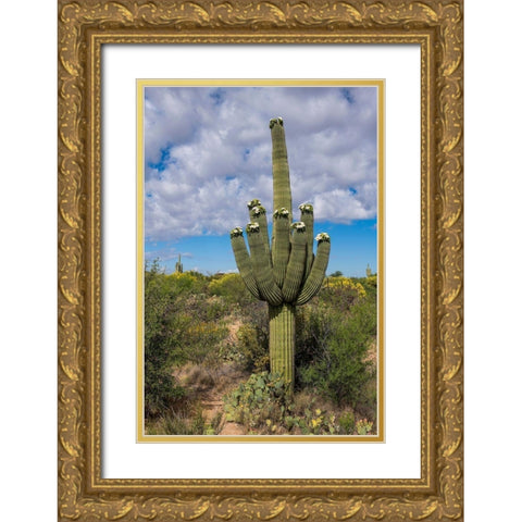 Arizona-Tucson-Saguaro National Park Gold Ornate Wood Framed Art Print with Double Matting by Hawkins, Peter