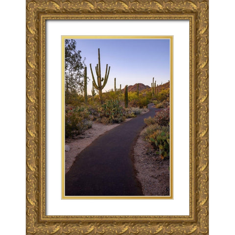 Arizona-Tucson-Saguaro National Park Gold Ornate Wood Framed Art Print with Double Matting by Hawkins, Peter