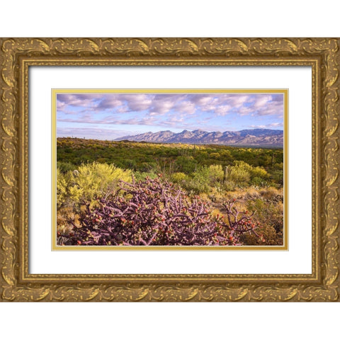 Arizona-Tucson-Saguaro National Park Gold Ornate Wood Framed Art Print with Double Matting by Hawkins, Peter