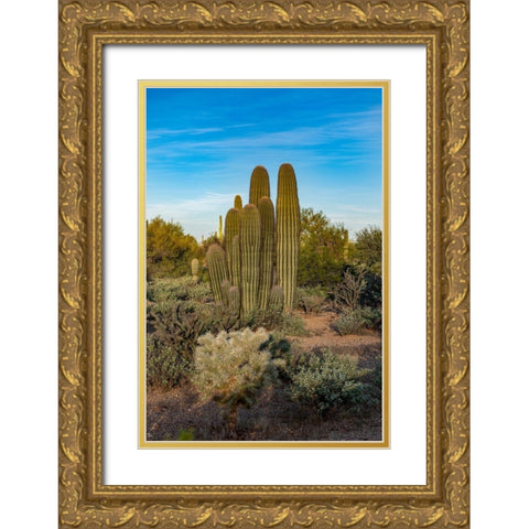 Arizona-Tucson Mountain Park Gold Ornate Wood Framed Art Print with Double Matting by Hawkins, Peter