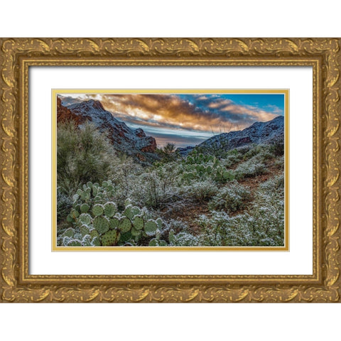 Arizona-Tucson Mountain Park Gold Ornate Wood Framed Art Print with Double Matting by Hawkins, Peter