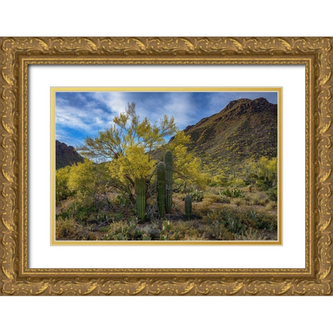 Arizona-Tucson Mountain Park Gold Ornate Wood Framed Art Print with Double Matting by Hawkins, Peter