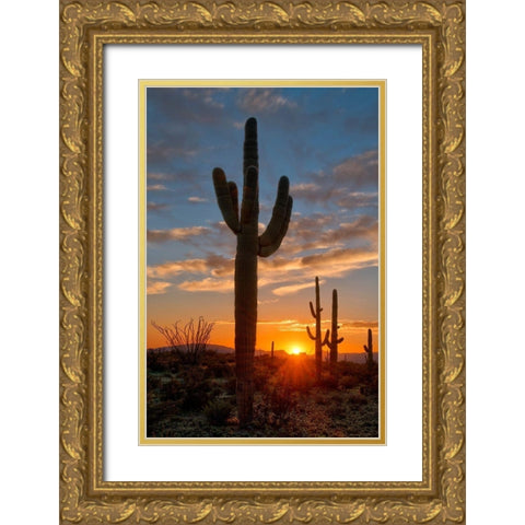 Saguaro cactus in the lower Sonoran desert in southern Arizona Gold Ornate Wood Framed Art Print with Double Matting by SMO
