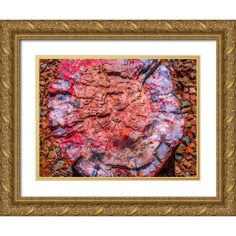 Red-blue-orange petrified wood-Visitor Center-Petrified Forest National Park-Arizona Gold Ornate Wood Framed Art Print with Double Matting by Perry, William