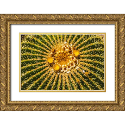 Yellow blossoms of golden barrel cactus blooming- Desert Botanical Garden- Phoenix- Arizona. Gold Ornate Wood Framed Art Print with Double Matting by Perry, William