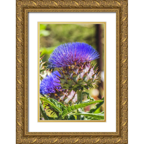 Artichoke thistle blooming bee- Desert Botanical Garden- Phoenix- Arizona. Gold Ornate Wood Framed Art Print with Double Matting by Perry, William