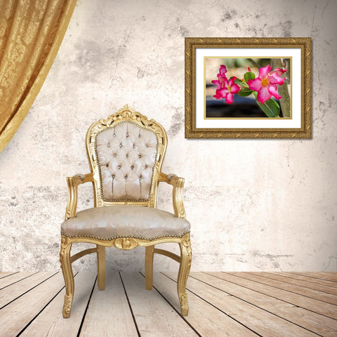 Colorful pink desert roses blooming- Desert Botanical Garden- Phoenix- Arizona Gold Ornate Wood Framed Art Print with Double Matting by Perry, William