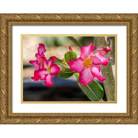 Colorful pink desert roses blooming- Desert Botanical Garden- Phoenix- Arizona Gold Ornate Wood Framed Art Print with Double Matting by Perry, William