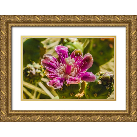 Pink blossom chain fruit cholla- Desert Botanical Garden- Phoenix- Arizona. Gold Ornate Wood Framed Art Print with Double Matting by Perry, William