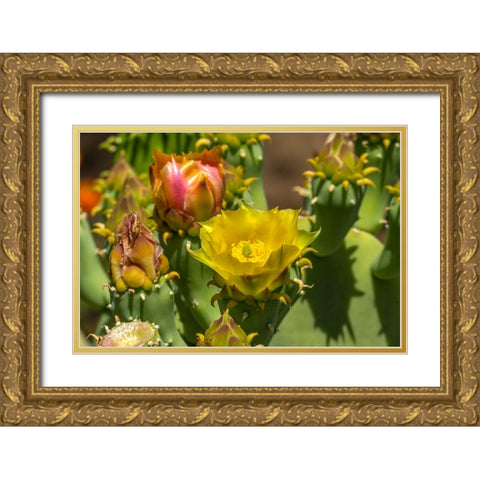Plains prickly pear cactus blooming- Desert Botanical Garden- Phoenix- Arizona. Gold Ornate Wood Framed Art Print with Double Matting by Perry, William