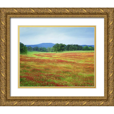 Arkansas Blooming scarlet clover in Boston Mts Gold Ornate Wood Framed Art Print with Double Matting by Flaherty, Dennis