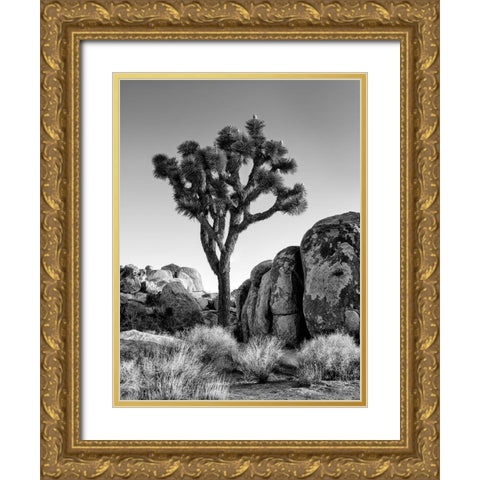 California-Joshua Tree National Park-Joshua tree lit by early morning sun Gold Ornate Wood Framed Art Print with Double Matting by Collins, Ann