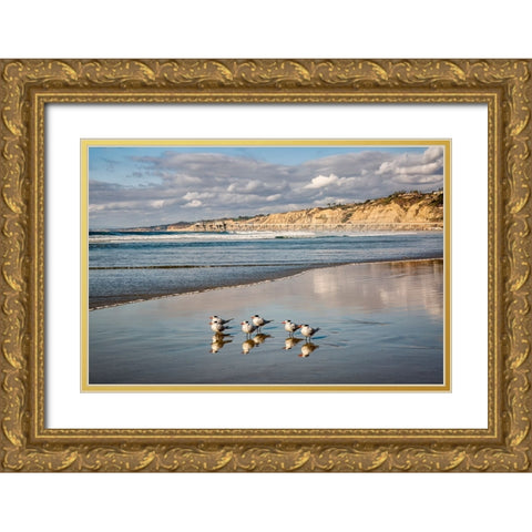 USA-California-La Jolla Royal terns and Scripps Pier at La Jolla Shores Gold Ornate Wood Framed Art Print with Double Matting by Collins, Ann