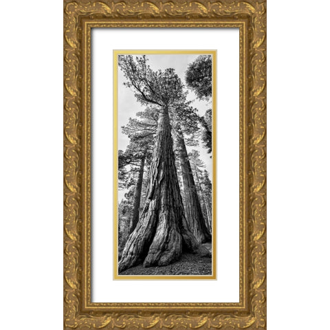 USA-California-Yosemite National Park Giant Sequoia trees in Mariposa Grove Gold Ornate Wood Framed Art Print with Double Matting by Collins, Ann