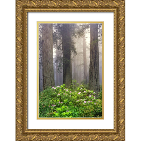 Redwood trees and Pacific Rhododendron in fog-Redwood National Park-California Gold Ornate Wood Framed Art Print with Double Matting by Jones, Adam