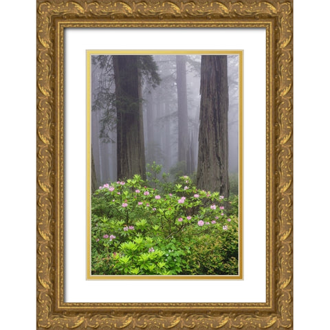 Redwood trees and Pacific Rhododendron in fog-Redwood National Park-California Gold Ornate Wood Framed Art Print with Double Matting by Jones, Adam