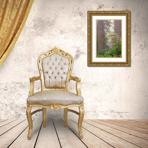 Redwood trees and Pacific Rhododendron in fog-Redwood National Park-California Gold Ornate Wood Framed Art Print with Double Matting by Jones, Adam