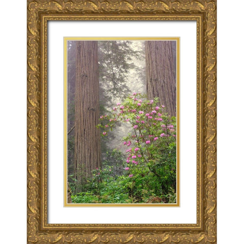 Redwood trees and Pacific Rhododendron in fog-Redwood National Park-California Gold Ornate Wood Framed Art Print with Double Matting by Jones, Adam