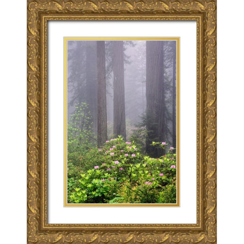 Redwood trees and Pacific Rhododendron in fog-Redwood National Park-California Gold Ornate Wood Framed Art Print with Double Matting by Jones, Adam