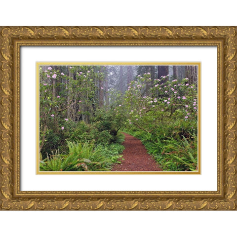 Footpath through Redwood trees and Pacific Rhododendron in fog Gold Ornate Wood Framed Art Print with Double Matting by Jones, Adam