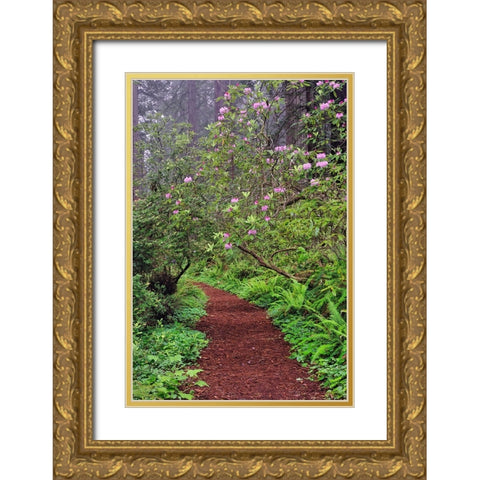 Footpath through Redwood trees and Pacific Rhododendron in fog Gold Ornate Wood Framed Art Print with Double Matting by Jones, Adam