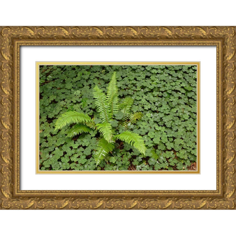 Fern among wood Sorrel Redwood National Park-California Gold Ornate Wood Framed Art Print with Double Matting by Jones, Adam