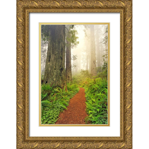 Footpath through Redwood trees and Pacific Rhododendron in fog Gold Ornate Wood Framed Art Print with Double Matting by Jones, Adam