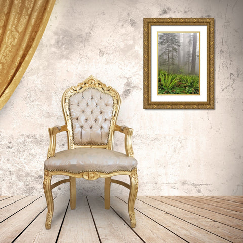 Redwood trees and ferns in fog Redwood National Park-California Gold Ornate Wood Framed Art Print with Double Matting by Jones, Adam