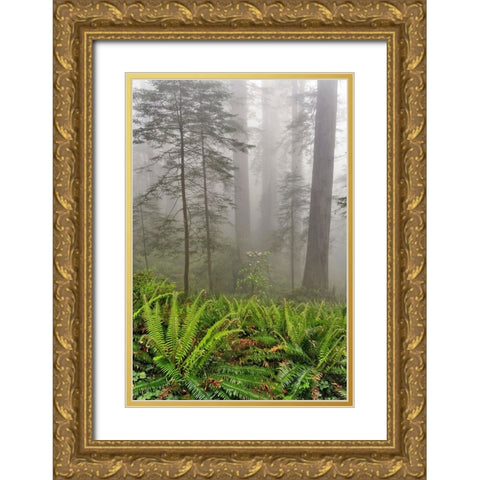 Redwood trees and ferns in fog Redwood National Park-California Gold Ornate Wood Framed Art Print with Double Matting by Jones, Adam