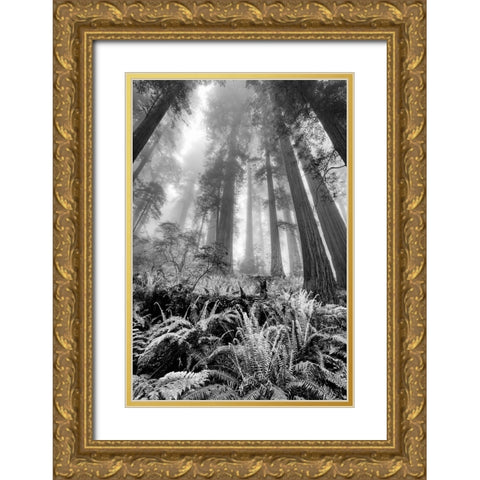 Fisheye view skyward of Redwood trees in fog Redwood National Park-California Gold Ornate Wood Framed Art Print with Double Matting by Jones, Adam