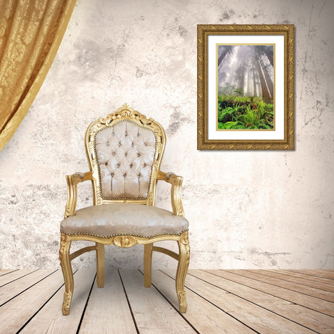 Fisheye view skyward of Redwood trees in fog Redwood National Park-California Gold Ornate Wood Framed Art Print with Double Matting by Jones, Adam