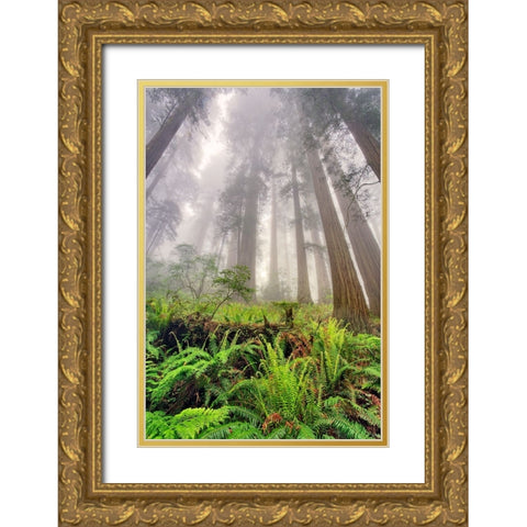 Fisheye view skyward of Redwood trees in fog Redwood National Park-California Gold Ornate Wood Framed Art Print with Double Matting by Jones, Adam