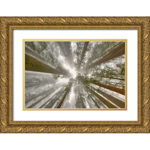 Fisheye view skyward of Redwood trees in fog Redwood National Park-California Gold Ornate Wood Framed Art Print with Double Matting by Jones, Adam