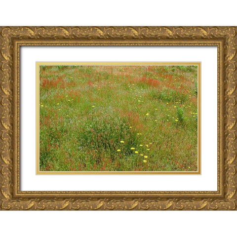 Mixture of flowers and grasses-Dolason Prairie-Redwood National Park-California Gold Ornate Wood Framed Art Print with Double Matting by Jones, Adam