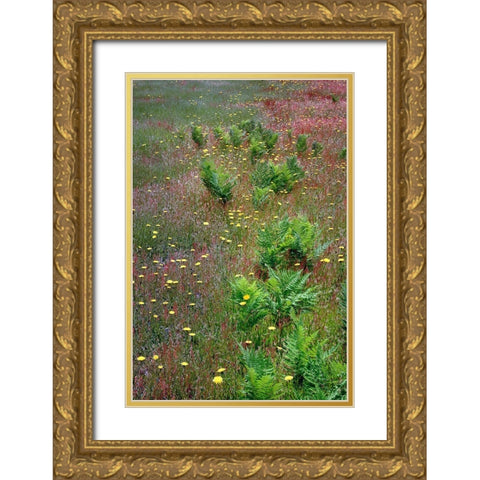 Mixture of flowers-ferns and grasses-Dolason Prairie-Redwood National Park-California Gold Ornate Wood Framed Art Print with Double Matting by Jones, Adam